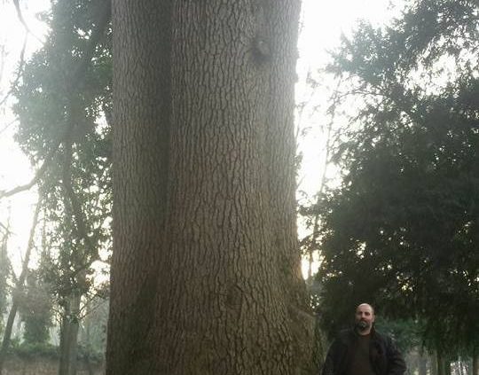 Cedro monumentale Monza