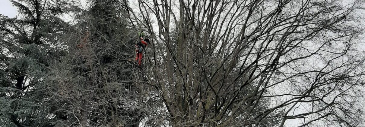 albero giusto