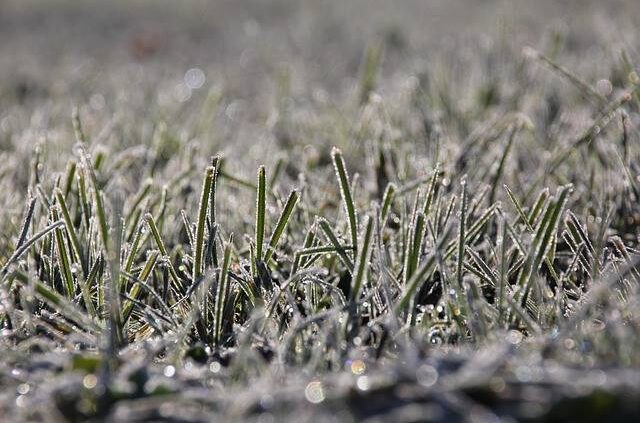 errori in inverno nel prato