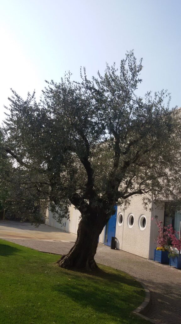 L'olivo ornamentale a Monza