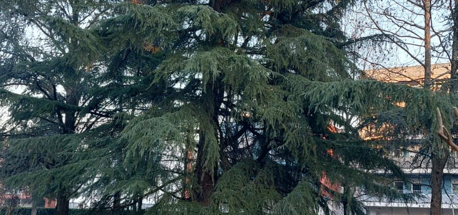 L'avido paga due volte potature alberi