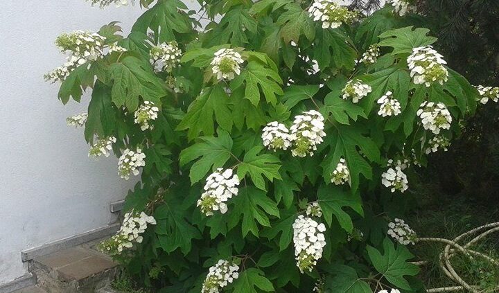 potatura ortensie