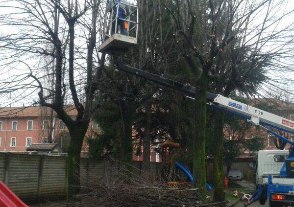 potatura alberi monza