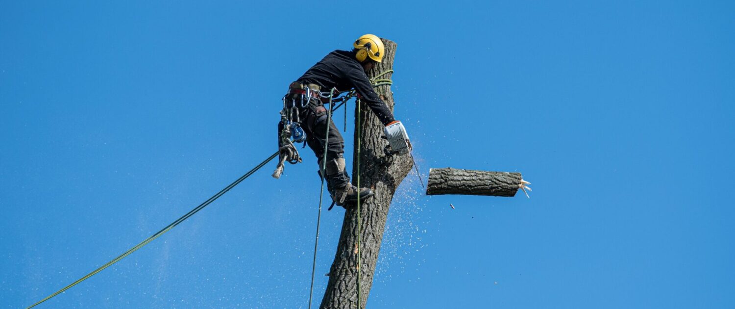 abbattimento albero