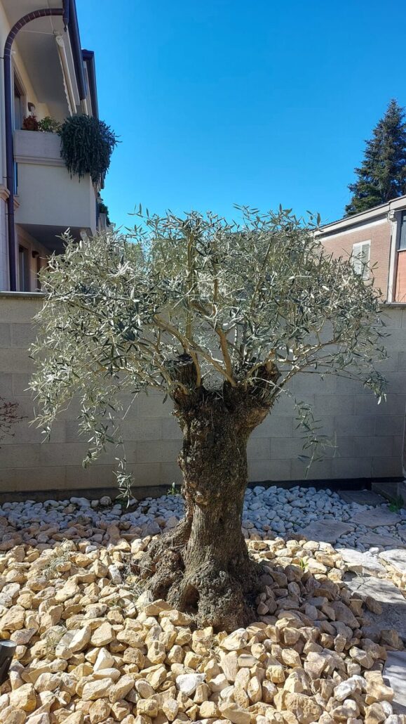 potare l'olivo ornamentale a Monza