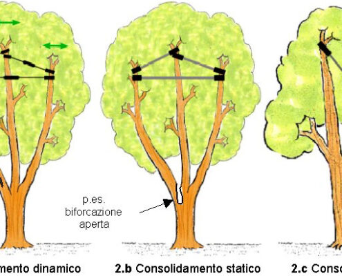 Consolidamento alberi