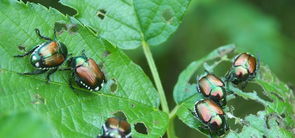 https://ente.parcoticino.it/popillia-japonica-cosa-fare/